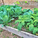 Early Golden Acre, Cabbage, - BoxGardenSeedsLLC -Cabbage, Kale - Seeds