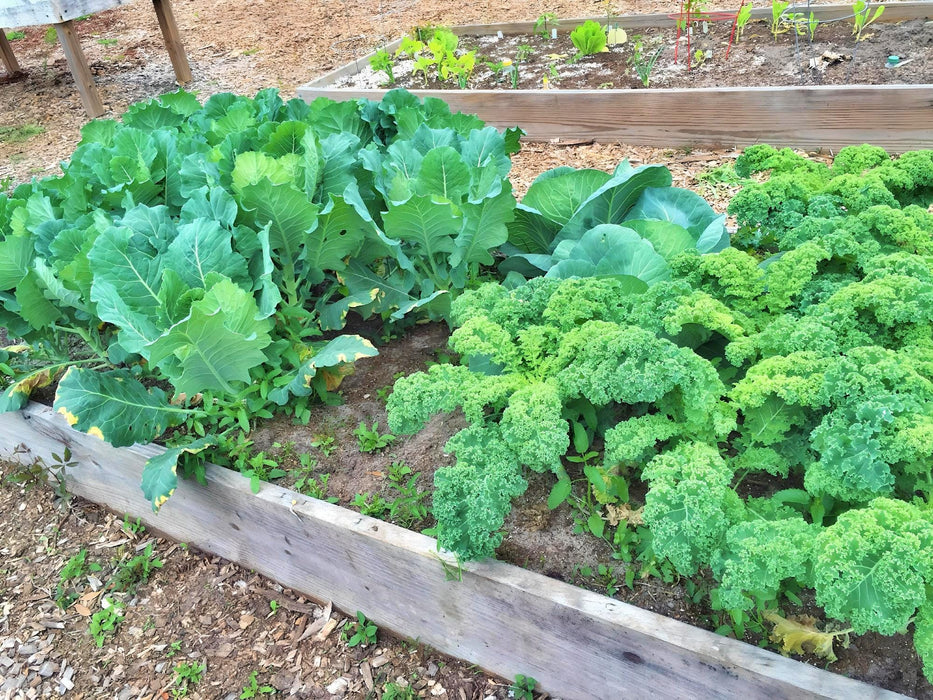 Early Golden Acre, Cabbage, - BoxGardenSeedsLLC -Cabbage, Kale - Seeds