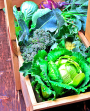 Early Golden Acre, Cabbage - BoxGardenSeedsLLC - Cabbage, Kale - Seeds - USA Seller, Thank you for shopping here today, Naturally Grown GMO Free Seeds, Heirloom Open Pollinated Seeds, Fresh Top Quality Premium Seeds
