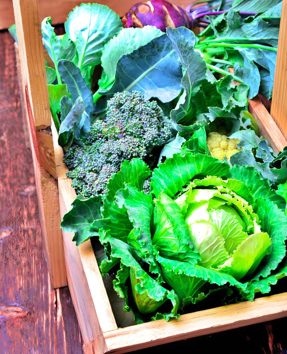 Early Golden Acre, Cabbage, - BoxGardenSeedsLLC -Cabbage, Kale - Seeds