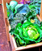 Early Golden Acre, Cabbage - BoxGardenSeedsLLC - Cabbage, Kale - Seeds - USA Seller, Thank you for shopping here today, Naturally Grown GMO Free Seeds, Heirloom Open Pollinated Seeds, Fresh Top Quality Premium Seeds