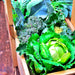 Early Golden Acre, Cabbage, - BoxGardenSeedsLLC -Cabbage, Kale - Seeds