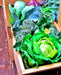 Early Golden Acre, Cabbage, -- BoxGardenSeedsLLC -Cabbage, Kale - Seeds