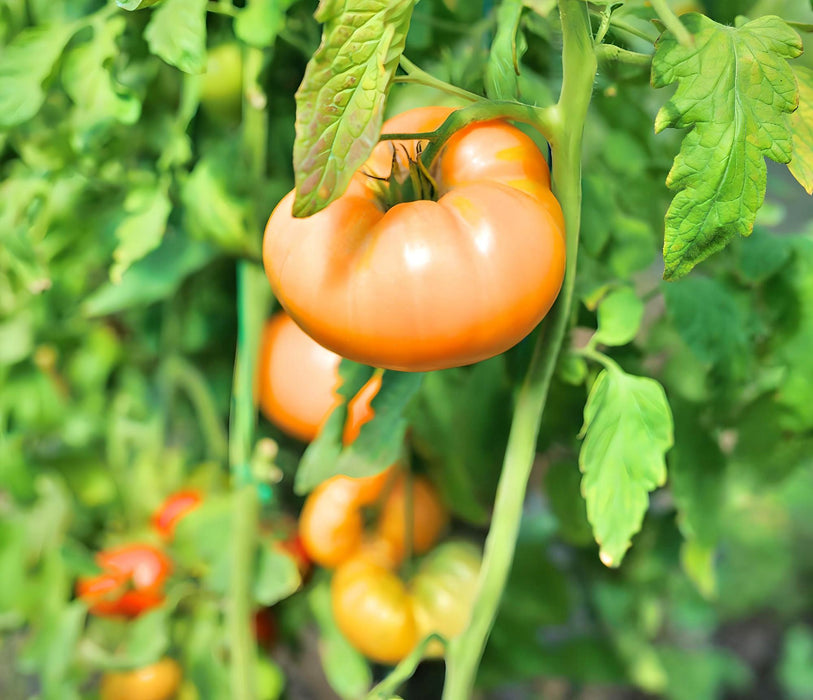 Orange/Yellow Brandywine, Tomato, -- BoxGardenSeedsLLC -Tomatoes,Tomatillos - Seeds