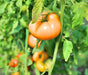 Orange/Yellow Brandywine, Tomato, -- BoxGardenSeedsLLC -Tomatoes,Tomatillos - Seeds