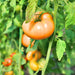 Orange/Yellow Brandywine, Tomato, - BoxGardenSeedsLLC -Tomatoes,Tomatillos - Seeds