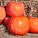 Big Max, Pumpkin, - BoxGardenSeedsLLC -Squash,Pumpkins - Seeds