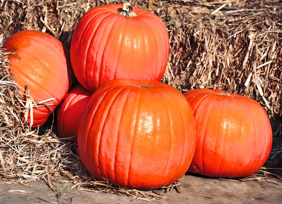 Big Max, Pumpkin, - BoxGardenSeedsLLC -Squash,Pumpkins - Seeds