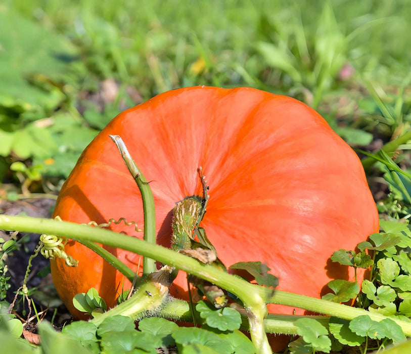 Big Max, Pumpkin, - BoxGardenSeedsLLC -Squash,Pumpkins - Seeds