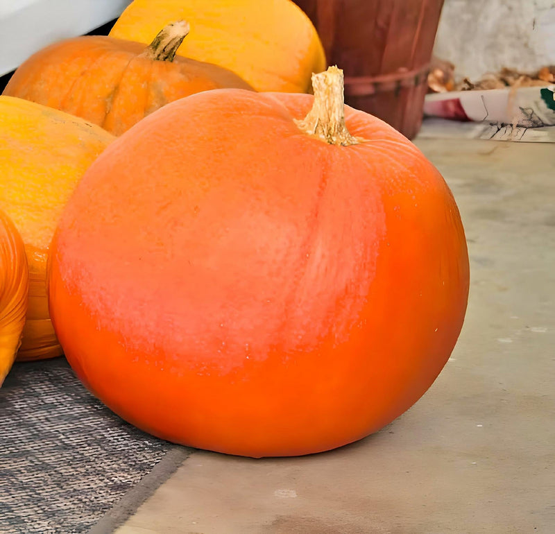 Big Max, Pumpkin - BoxGardenSeedsLLC - Squash,Pumpkins - Seeds - USA Seller, Thank you for shopping here today, Naturally Grown GMO Free Seeds, Heirloom Open Pollinated Seeds, Fresh Top Quality Premium Seeds