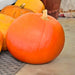 Big Max, Pumpkin, - BoxGardenSeedsLLC -Squash,Pumpkins - Seeds