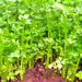 Nan Ling Cutting, Leaf Celery - BoxGardenSeedsLLC -Gourmet/Native Greens - Seeds