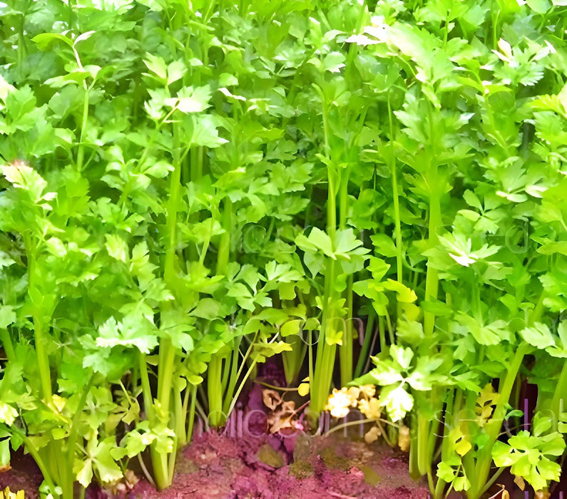 Nan Ling Cutting, Leaf Celery - BoxGardenSeedsLLC -Gourmet/Native Greens - Seeds