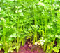 Nan Ling Cutting, Leaf Celery - BoxGardenSeedsLLC - Gourmet/Native Greens - Seeds - USA Seller, Thank you for shopping here today, Naturally Grown GMO Free Seeds, Heirloom Open Pollinated Seeds, Fresh Top Quality Premium Seeds