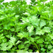 Nan Ling Cutting, Leaf Celery - BoxGardenSeedsLLC -Gourmet/Native Greens - Seeds