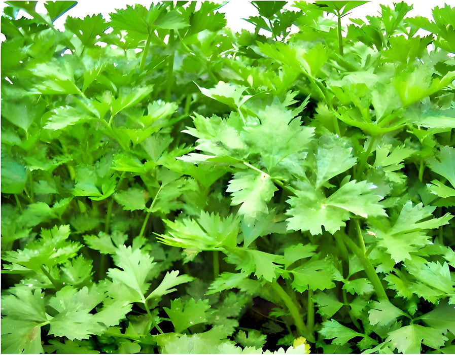 Nan Ling Cutting, Leaf Celery - BoxGardenSeedsLLC -Gourmet/Native Greens - Seeds