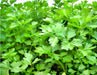 Nan Ling Cutting, Leaf Celery - BoxGardenSeedsLLC - Gourmet/Native Greens - Seeds - USA Seller, Thank you for shopping here today, Naturally Grown GMO Free Seeds, Heirloom Open Pollinated Seeds, Fresh Top Quality Premium Seeds