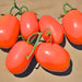 Rio Grande, Tomato, - BoxGardenSeedsLLC -Tomatoes,Tomatillos - Seeds