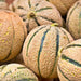 Planters Jumbo, Cantaloupe, - BoxGardenSeedsLLC -Melons, Cantaloupe - Seeds