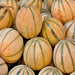 Planters Jumbo, Cantaloupe, - BoxGardenSeedsLLC -Melons, Cantaloupe - Seeds