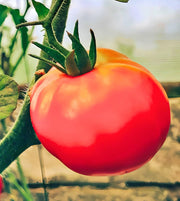 Moscow, Tomato - BoxGardenSeedsLLC - Tomatoes,Tomatillos - Seeds - 