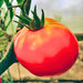 Moscow, Tomato, - BoxGardenSeedsLLC -Abundant Stock SALE - Seeds