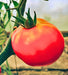 Moscow, Tomato, -- BoxGardenSeedsLLC -Abundant Stock SALE - Seeds