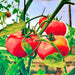 Moscow, Tomato, - BoxGardenSeedsLLC -Abundant Stock SALE - Seeds