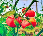 Moscow, Tomato - BoxGardenSeedsLLC - Tomatoes,Tomatillos - Seeds - 