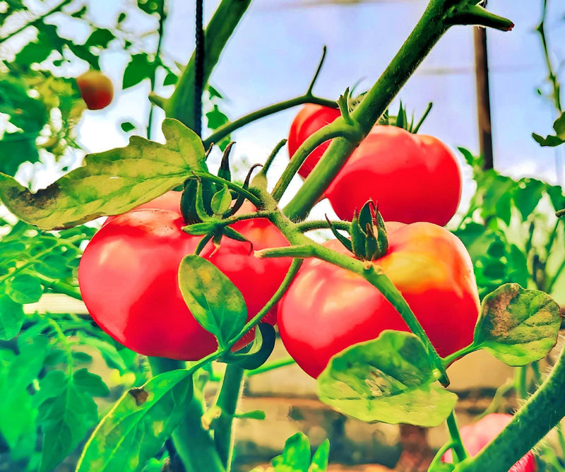 Moscow, Tomato - BoxGardenSeedsLLC - Tomatoes,Tomatillos - Seeds - 