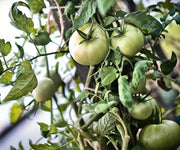 Moscow, Tomato - BoxGardenSeedsLLC - Tomatoes,Tomatillos - Seeds - 