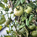 Moscow, Tomato, - BoxGardenSeedsLLC -Abundant Stock SALE - Seeds