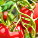 Moscow, Tomato, - BoxGardenSeedsLLC -Abundant Stock SALE - Seeds