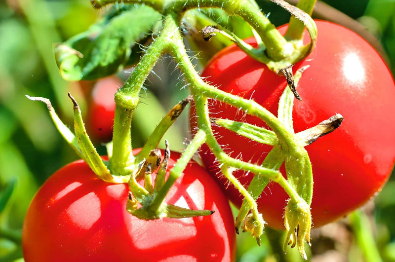 Moscow, Tomato - BoxGardenSeedsLLC - Tomatoes,Tomatillos - Seeds - 