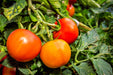 Moscow, Tomato - BoxGardenSeedsLLC - Tomatoes,Tomatillos - Seeds - 