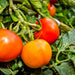 Moscow, Tomato, - BoxGardenSeedsLLC -Abundant Stock SALE - Seeds