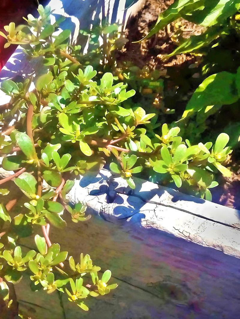 Green Purslane, Purslane Heirloom Seeds - BoxGardenSeedsLLC - Gourmet/Native Greens - Seeds - USA Seller, Thank you for shopping here today, Naturally Grown GMO Free Seeds, Heirloom Open Pollinated Seeds, Fresh Top Quality Premium Seeds