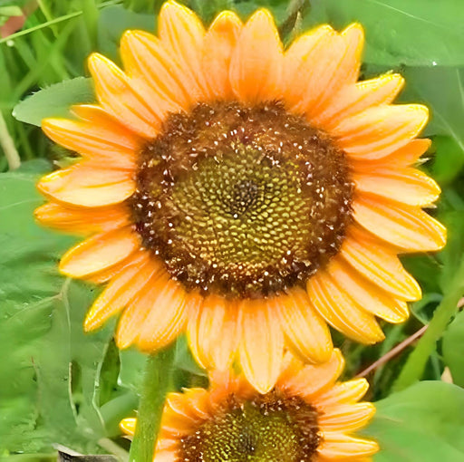 Sunspot Dwarf, Sunflower, -- BoxGardenSeedsLLC -Culinary/Medicinal Herbs - Seeds