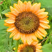 Sunspot Dwarf, Sunflower, -- BoxGardenSeedsLLC -Culinary/Medicinal Herbs - Seeds