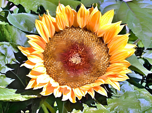 Sunspot Dwarf, Sunflower, - BoxGardenSeedsLLC -Culinary/Medicinal Herbs - Seeds