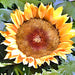 Sunspot Dwarf, Sunflower, - BoxGardenSeedsLLC -Culinary/Medicinal Herbs - Seeds