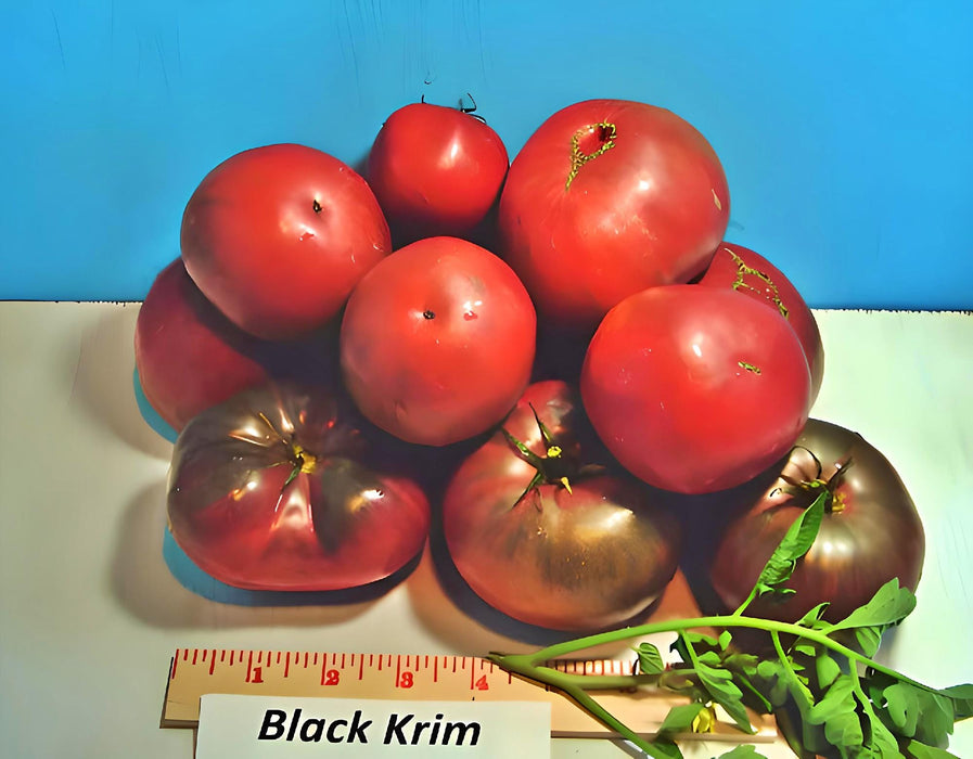 Black Krim, Tomato, -- BoxGardenSeedsLLC -Tomatoes,Tomatillos - Seeds