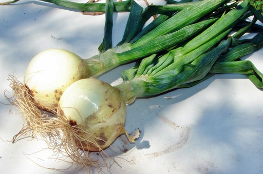 Walla Walla, Onion, - BoxGardenSeedsLLC -Onions,Leeks - Seeds