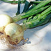 Walla Walla, Onion, - BoxGardenSeedsLLC -Onions,Leeks - Seeds