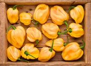 Caribbean Yellow Habanero, Hot Pepper - BoxGardenSeedsLLC - Peppers,Eggplants - Seeds - USA Seller, Thank you for shopping here today, Naturally Grown GMO Free Seeds, Heirloom Open Pollinated Seeds, Fresh Top Quality Premium Seeds