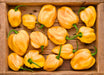 Caribbean Yellow Habanero, Hot Pepper - BoxGardenSeedsLLC - Peppers,Eggplants - Seeds - USA Seller, Thank you for shopping here today, Naturally Grown GMO Free Seeds, Heirloom Open Pollinated Seeds, Fresh Top Quality Premium Seeds