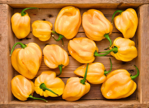 Yellow Caribbean Habanero, Hot Pepper, - BoxGardenSeedsLLC -Peppers,Eggplants - Seeds