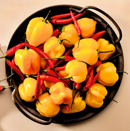 Yellow Caribbean Habanero, Hot Pepper, - BoxGardenSeedsLLC -Peppers,Eggplants - Seeds