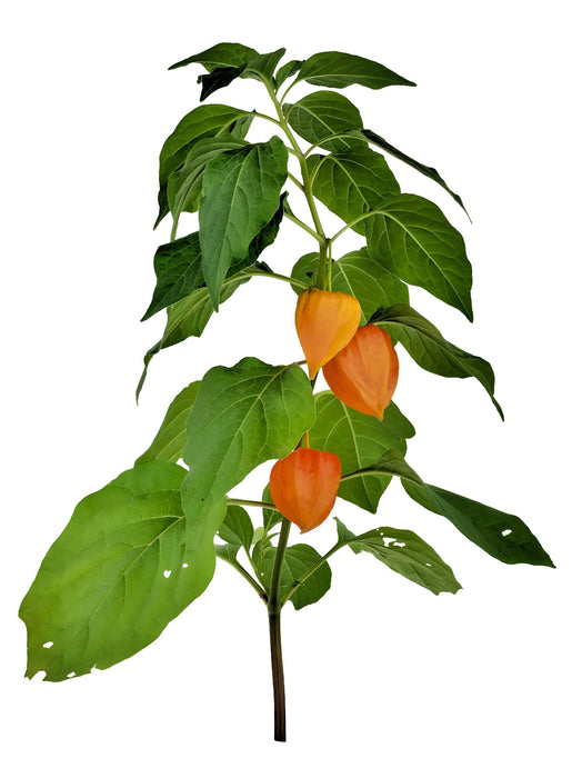 Yellow Caribbean Habanero, Hot Pepper, - BoxGardenSeedsLLC -Peppers,Eggplants - Seeds