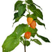 Yellow Caribbean Habanero, Hot Pepper, - BoxGardenSeedsLLC -Peppers,Eggplants - Seeds